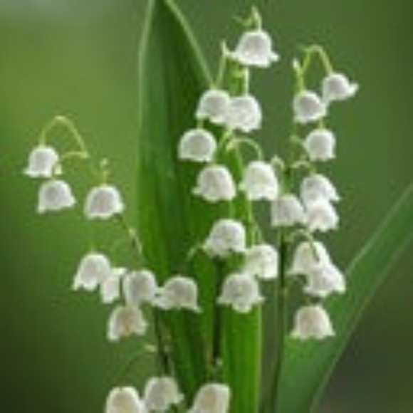 Meet your Posher, Erica - Picture 1 of 1